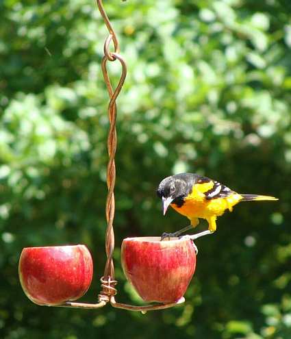 Double Apple Fruit Feeder