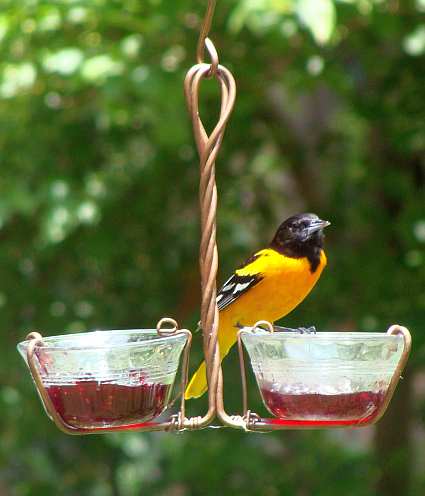 Double Cup Jelly and Mealworm Feeder