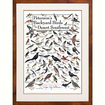 Peterson's Birds of the Desert Southwest Poster