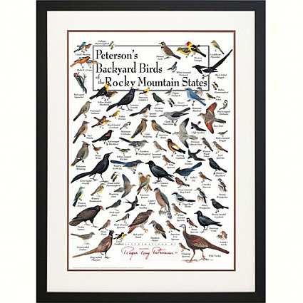 Peterson's Birds of the Rocky Mountains Poster