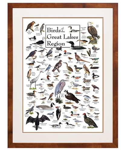 Birds of the Great Lakes Region Poster