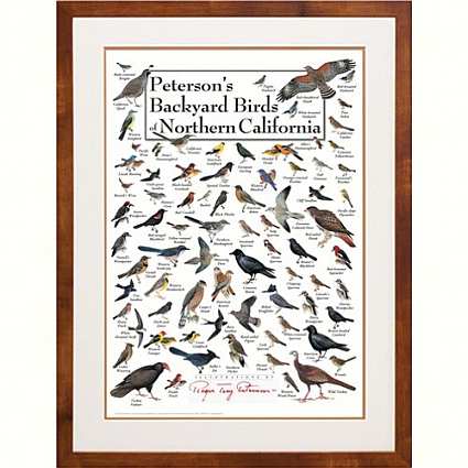 Peterson's Birds of Northern California Poster