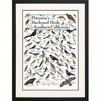 Peterson's Birds of Southern California Poster