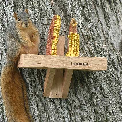 Squirrel Tray Feeder Squirrel Feeders For Feeding Squirrels