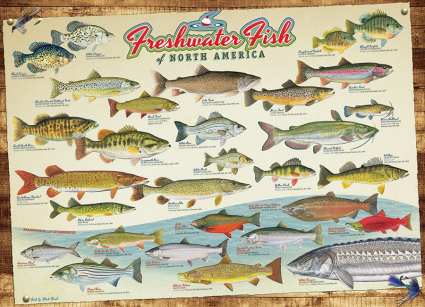 Freshwater Fish of N.A. 1000 Piece Jigsaw Puzzle