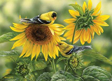 Sunflowers & Goldfinches 1000 Piece Jigsaw Puzzle