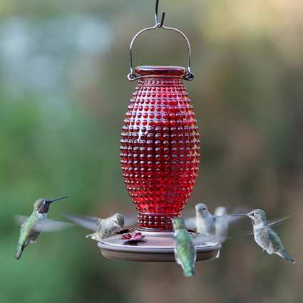Red Hobnail Vintage Hummingbird Feeder