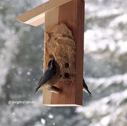 Tree Icing Feeder