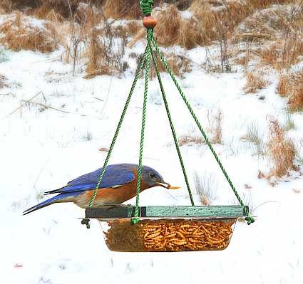 Hanging Mealworm Dish Twin Pack