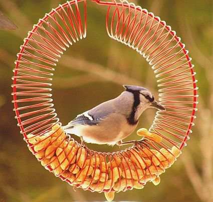 Whole Peanut Wreath Red