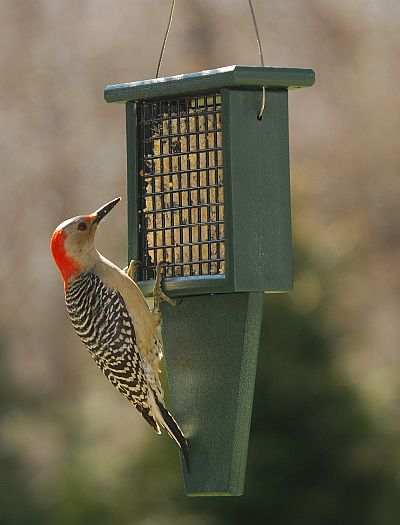 Rubicon Recycled Suet Feeder with Tail Prop Green