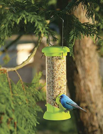 Beginner's Bird Feeder with Field Guide