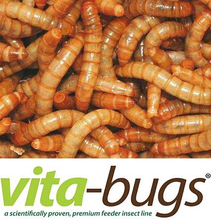 Bulk Live Waxworms: Vita-Bugs 5000 Count, Premium Vita-Bug