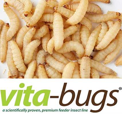 Bulk Live Waxworms: Vita-Bugs 5000 Count, Premium Vita-Bug