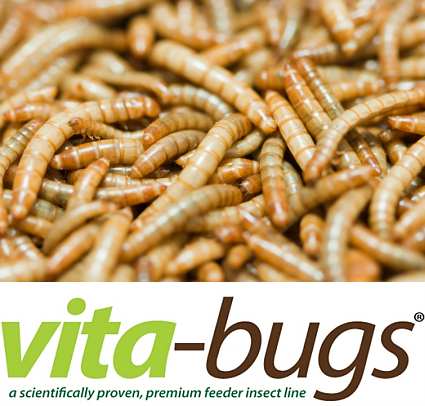 Bulk Live Mealworms: Vita-Bugs 5000 Count