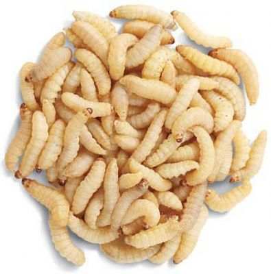 Bulk Live Waxworms 1000 Count