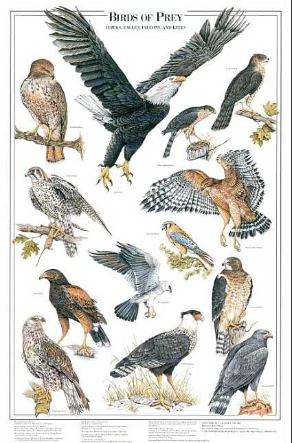nature posters nature wall posters wild bird nature posters nature wall posters wild bird