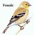 Female Goldfinch