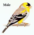 Male Goldfinch