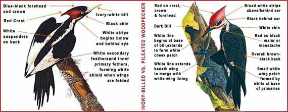 Ivory billed woodpecker