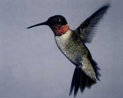 Male Ruby-throated Hummingbird