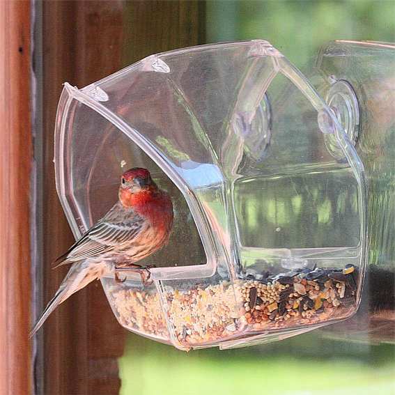 Bird Feeder Window Suction Cup Mixed Treat Clear Holder Feeeding Dish Hanger 6X4 