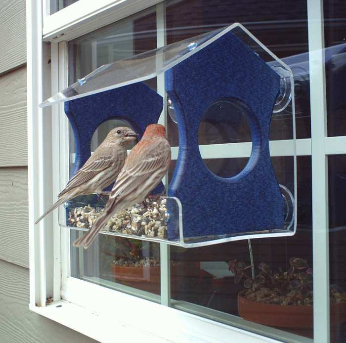 Window Bird Feeders Window Mount Bird Feeders In House Bird
