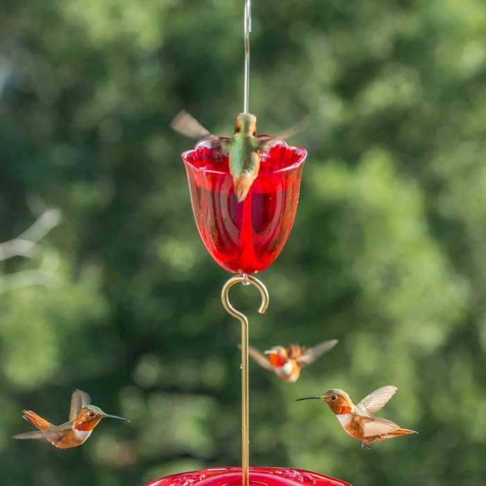 Hummingbird Food Hummingbird Nectar For Feeding And Attracting