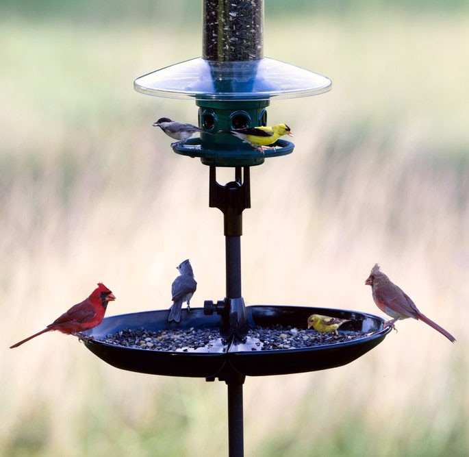 garden bird accessories