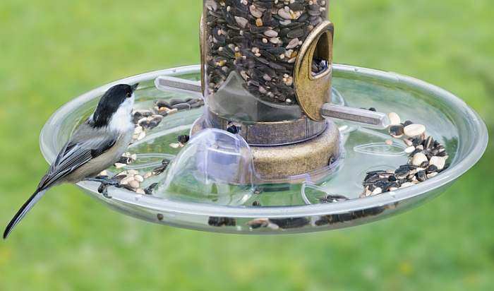 Bird Feeder Seed Trays For Tubular Bird Feeders Bird Feeder Seed