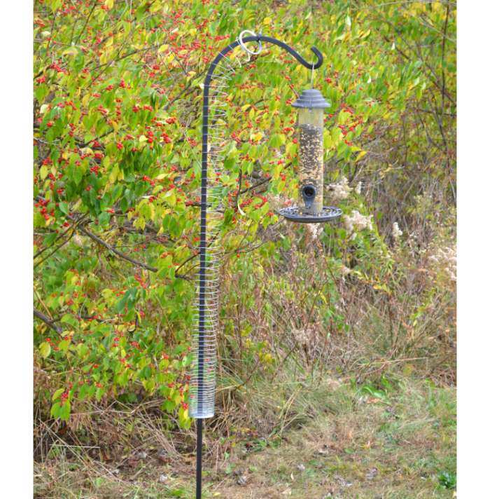 Squirrel Repellents Squirrel Deterrents That Repel Squirrels From