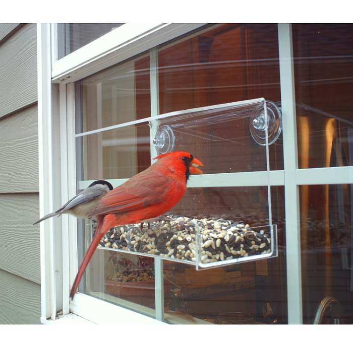 Window Bird Feeders Window Mount Bird Feeders In House Bird