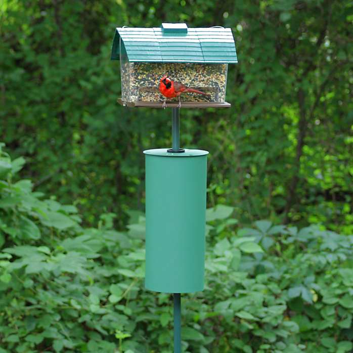 Squirrel Repellents Squirrel Deterrents That Repel Squirrels From