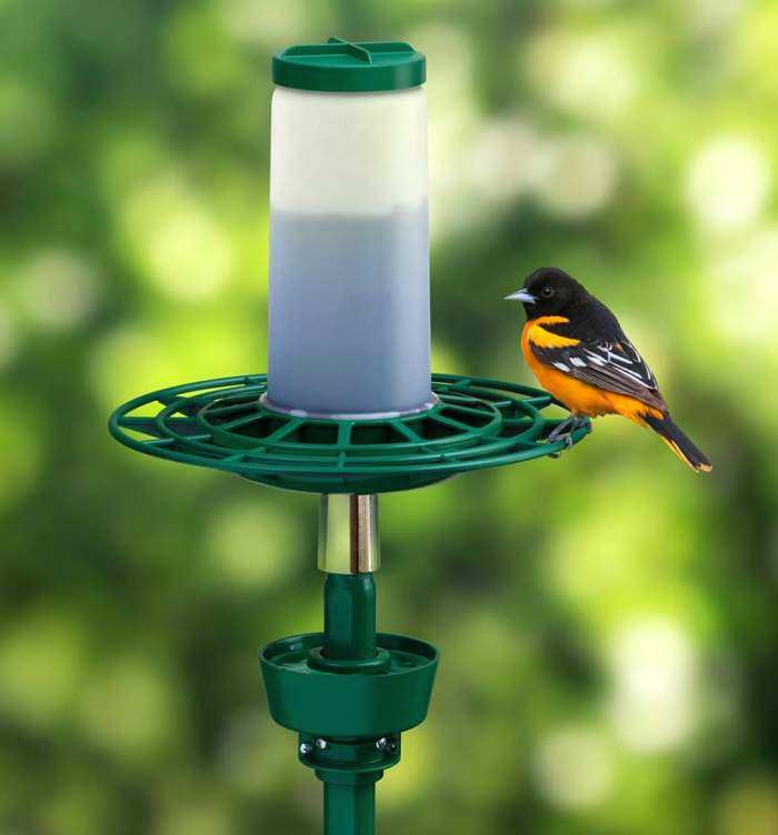 Oriole Feeders Oriole Bird Feeders For Feeding And Attracting