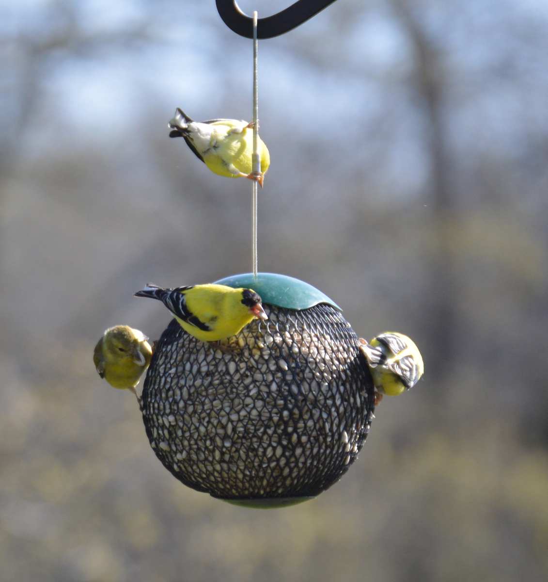 Globe Bird Feeders For Small Songbirds Globe Bird Feeders For