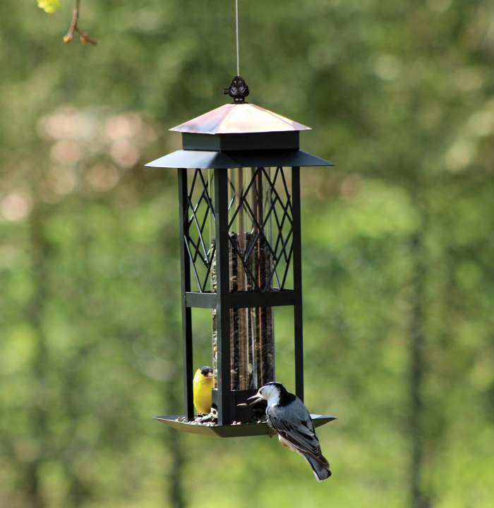 Sunflower Bird Feeders Mixed Seed Bird Feeders Decorative And