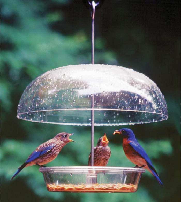 Bird Feeder Weather Domes Weather Protection For Hanging Bird