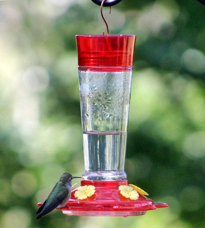 Bottle Hummingbird Feeders Bottle Style Hummingbird Feeders For