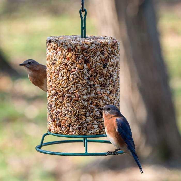 Suet Bird Feeders Seed Cake Bird Feeders For Attracting Clinging