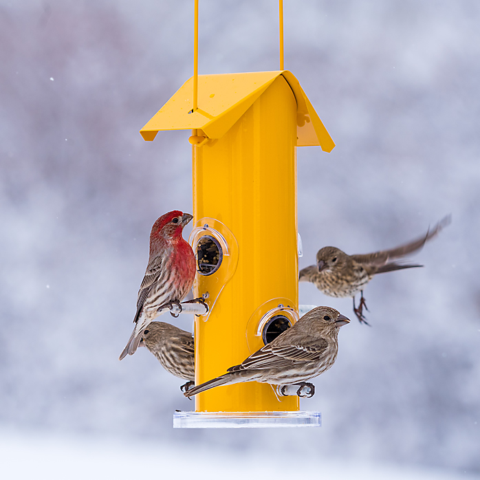Sunflower Bird Feeders Mixed Seed Bird Feeders Decorative And