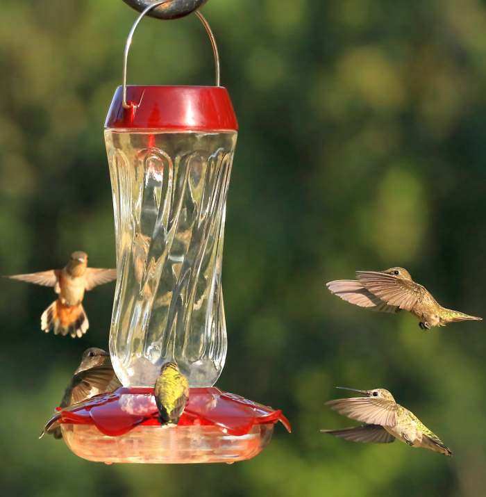 Bottle Hummingbird Feeders Bottle Style Hummingbird Feeders For