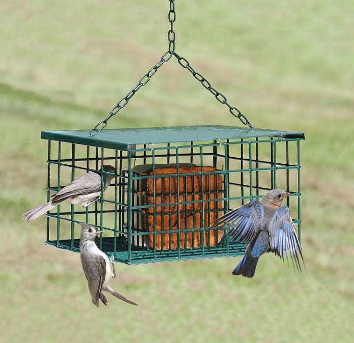 Woodpecker Feeders Bird Feeders For Feeding And Attracting