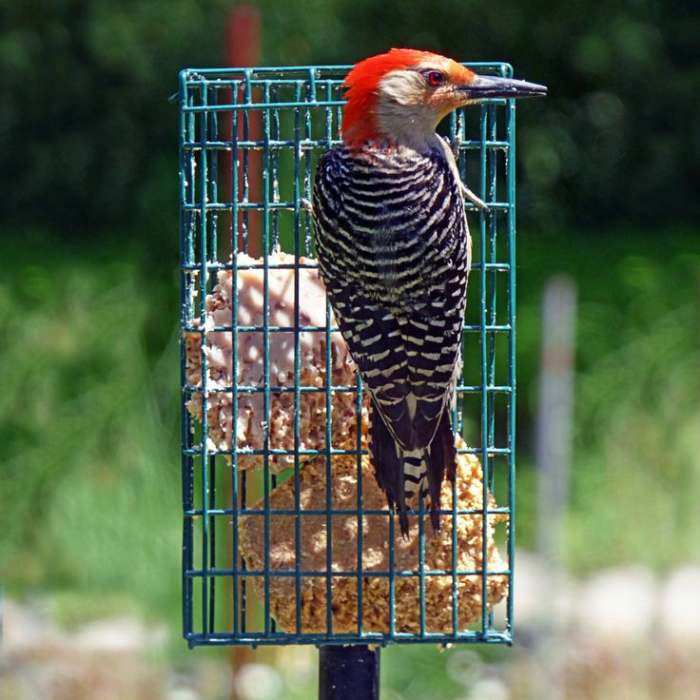 Suet Bird Feeders Seed Cake Bird Feeders For Attracting Clinging