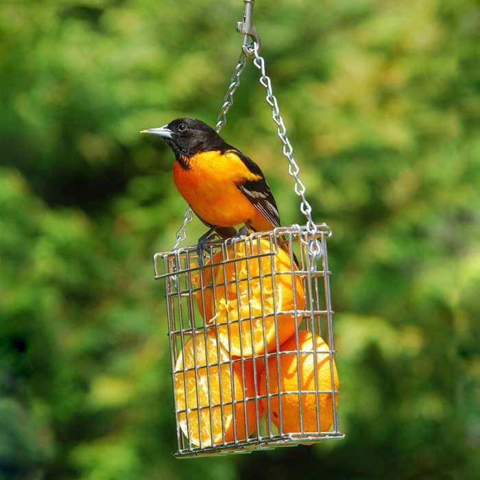 Oriole Feeders Oriole Bird Feeders For Feeding And Attracting