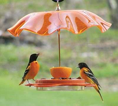 Oriole Feeders Oriole Bird Feeders For Feeding And Attracting