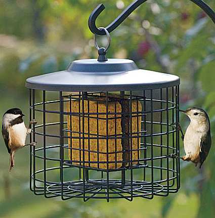 Squirrel Proof Bird Feeders Bird Feeders That Discourage