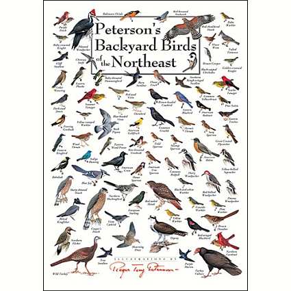 garden bird identification chart