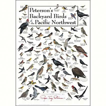Bird Identification Wall Posters And Calendars, Bird ID Wall Charts Bird Identification Wall Posters and Calendars, Bird ID Wall Charts, Bird Species Identification, Wild Bird Identification at Songbird Garden - Bird Identification Wall Posters And Calendars, Bird ID Wall Charts