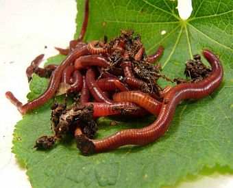 Bait Worms, Red Wigglers, Euro Nightcrawlers, Canadian Nightcrawlers