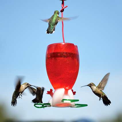 Bottle Hummingbird Feeders Bottle Style Hummingbird Feeders For